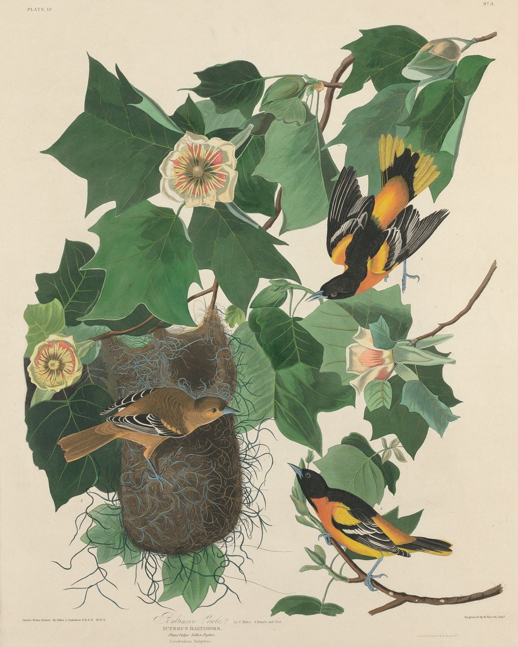 Baltimore Oriole tekijältä Robert Havell after John James Audubon