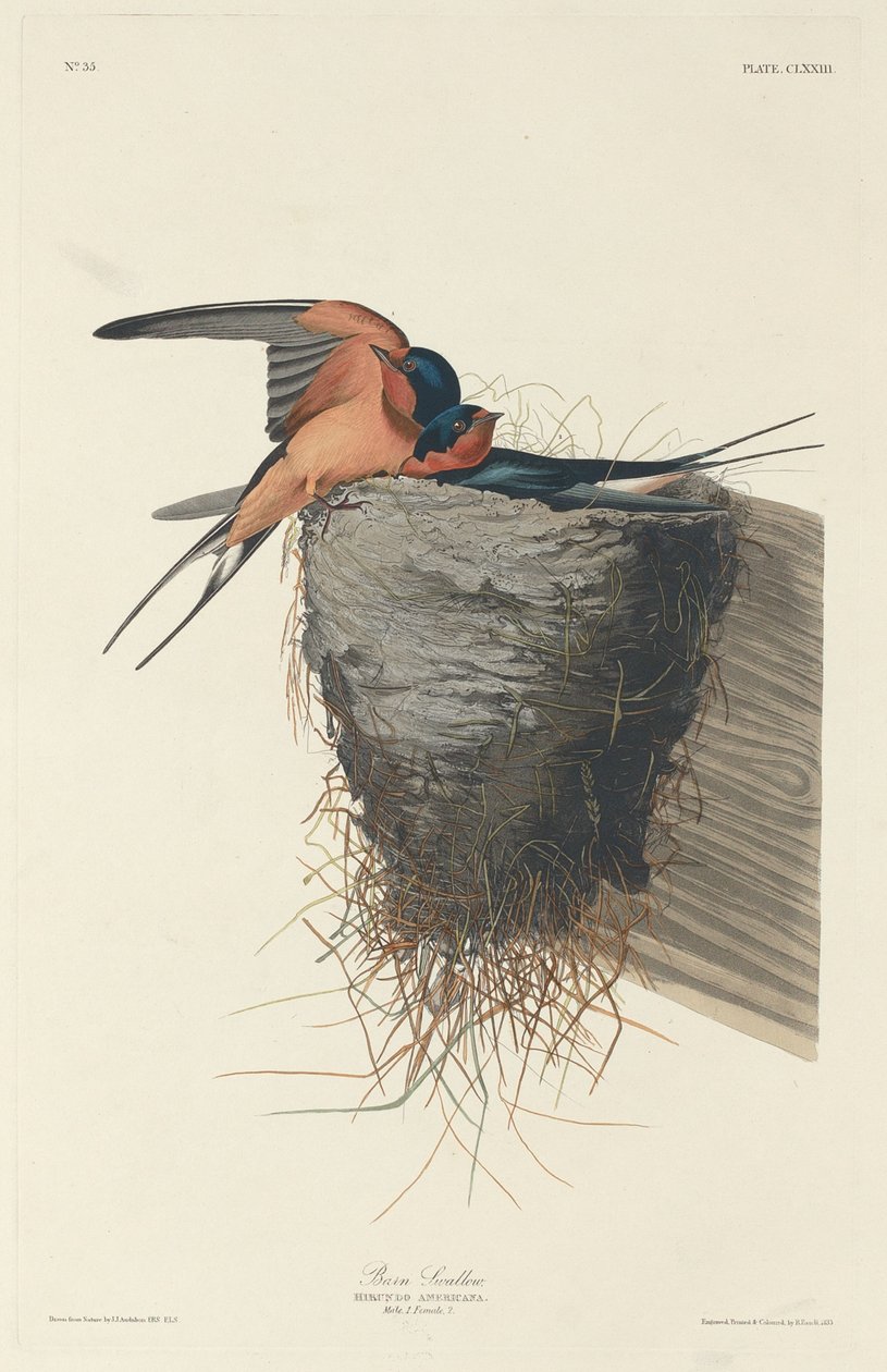 Oreneta granera finlandesa tekijältä Robert Havell after John James Audubon