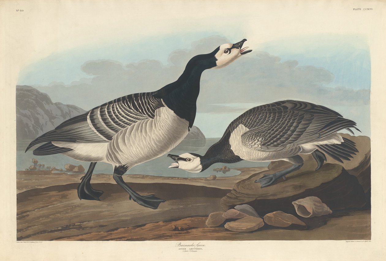 Barnacle Goose tekijältä Robert Havell after John James Audubon