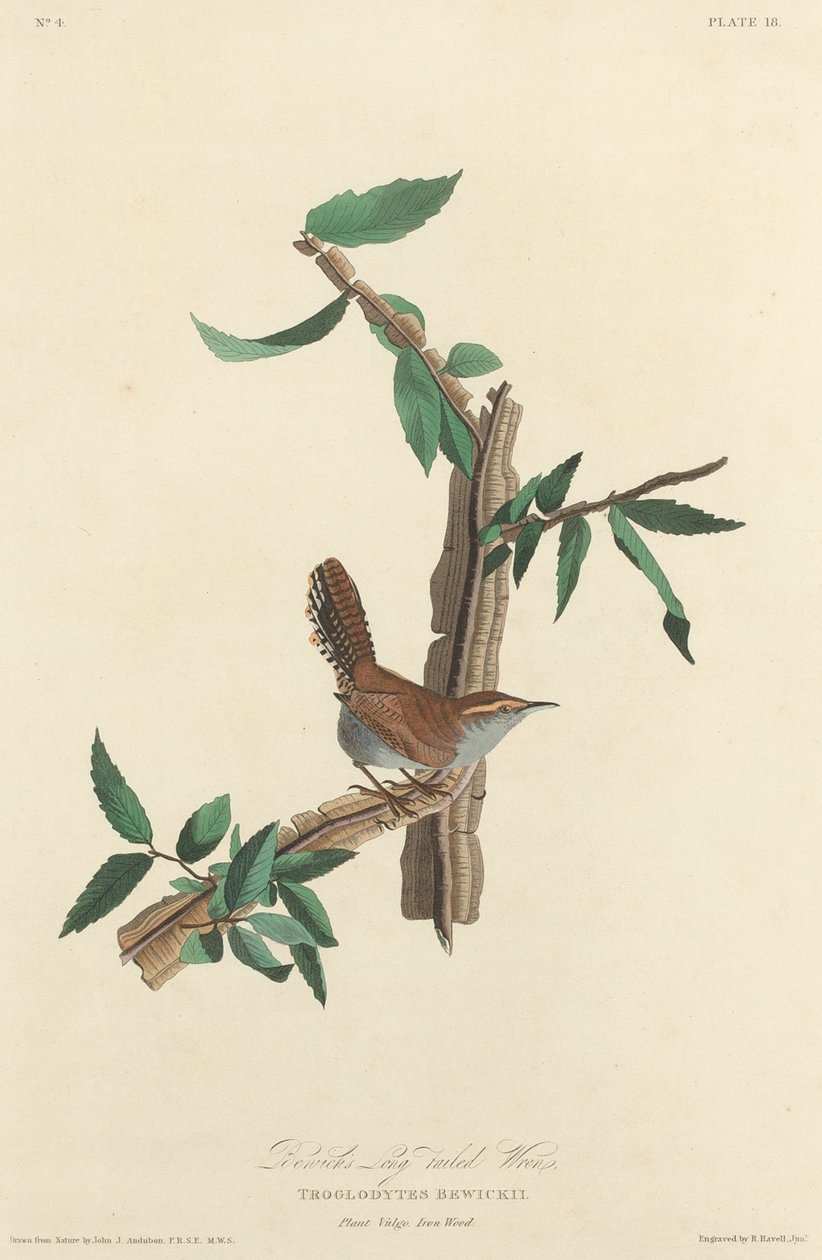 Bewickin pitkähäntäinen wren tekijältä Robert Havell after John James Audubon