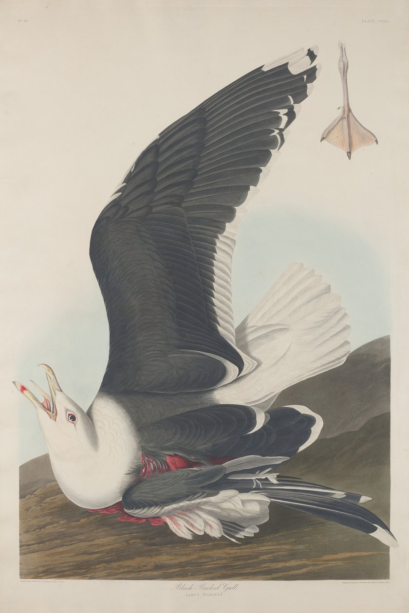 Mustaselkälokki tekijältä Robert Havell after John James Audubon