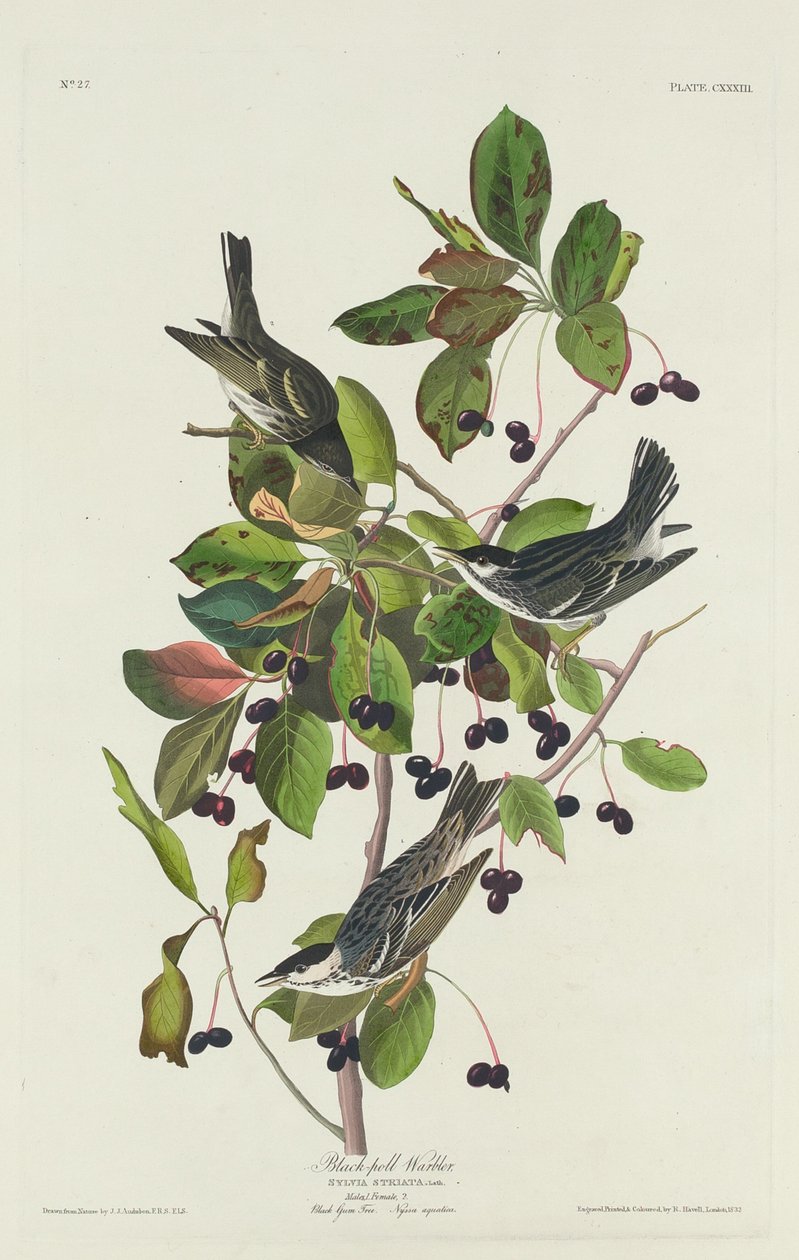 Black-Pool Warbler tekijältä Robert Havell after John James Audubon