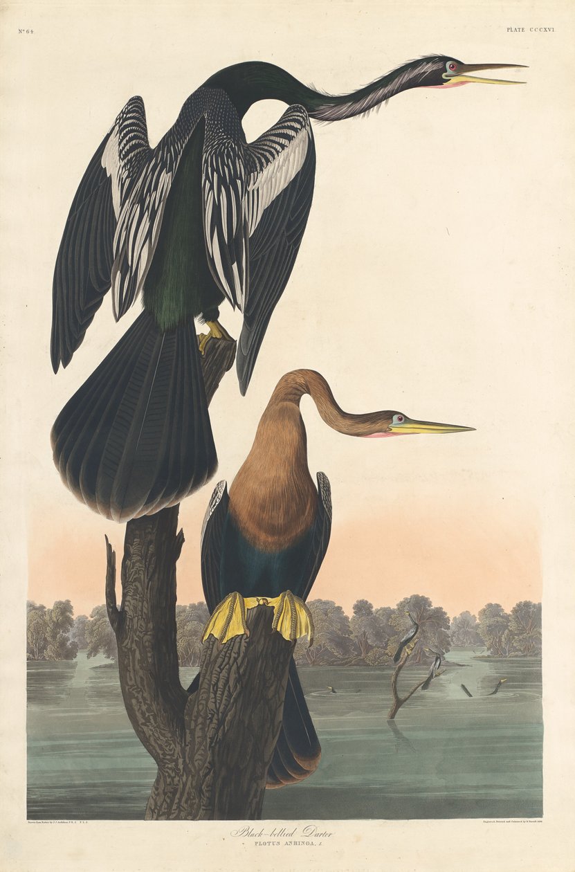 Mustavatsainen Darter tekijältä Robert Havell after John James Audubon