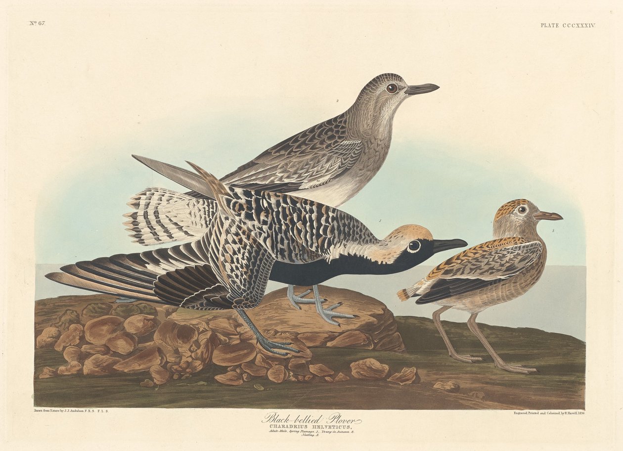 Mustavatsa Plover tekijältä Robert Havell after John James Audubon