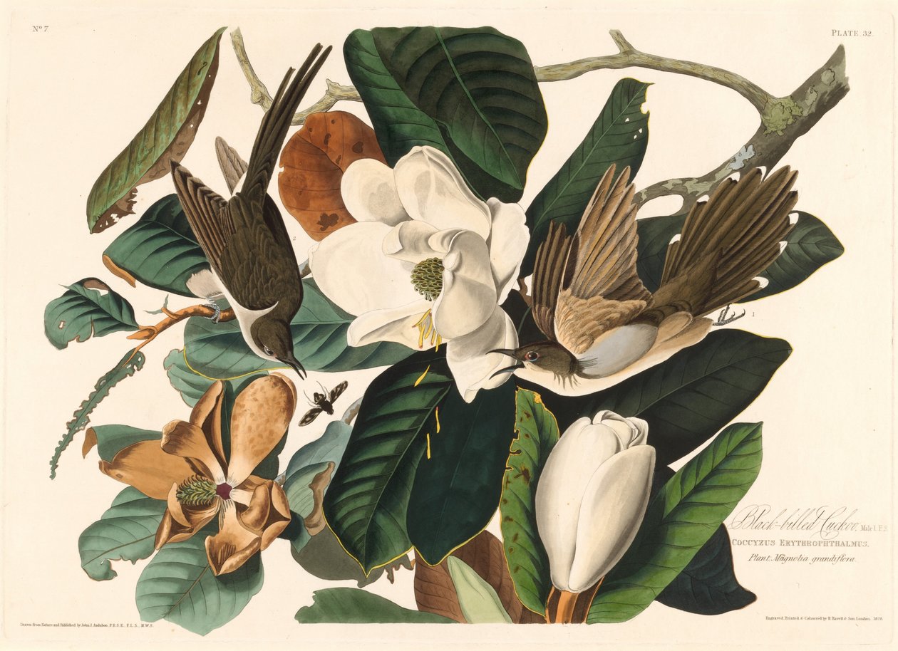 Mustakäki tekijältä Robert Havell after John James Audubon