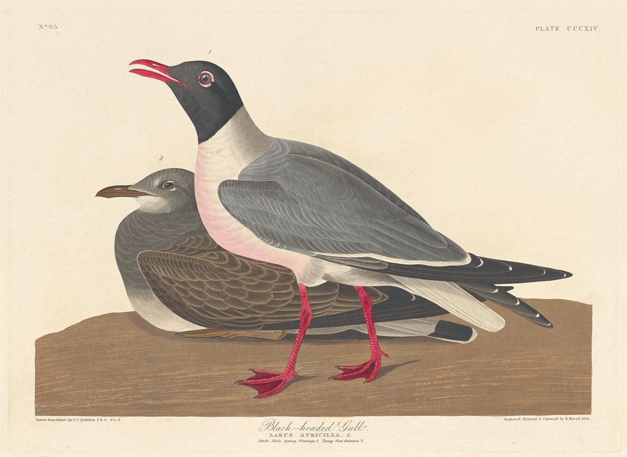Mustapäinen lokki tekijältä Robert Havell after John James Audubon