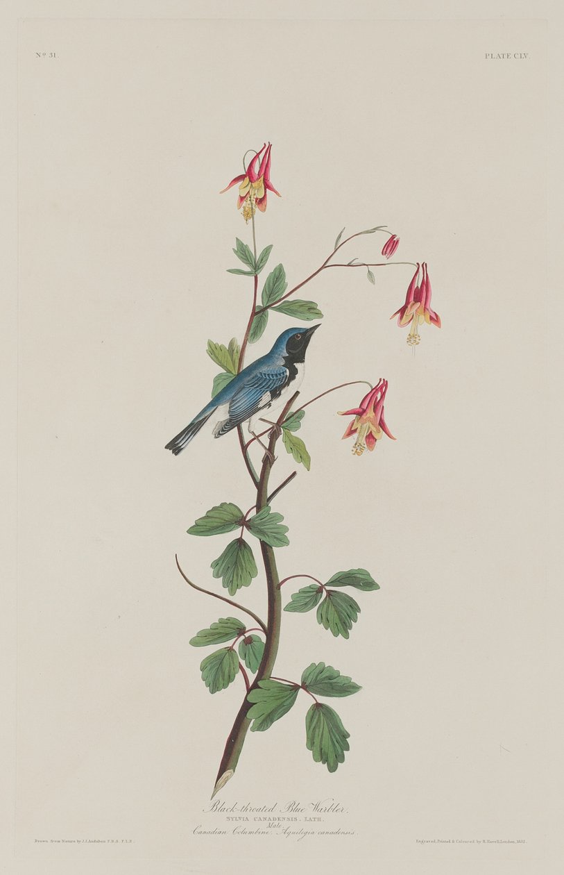Mustakurkkusinikirkko tekijältä Robert Havell after John James Audubon