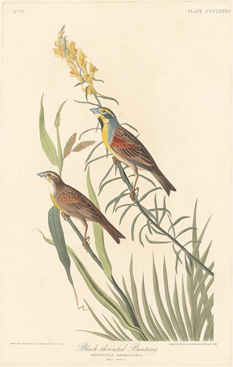 Mustakurkkusirkku tekijältä Robert Havell after John James Audubon