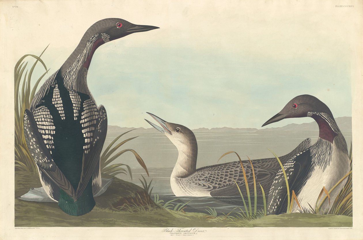 Mustakurkainen sukeltaja tekijältä Robert Havell after John James Audubon