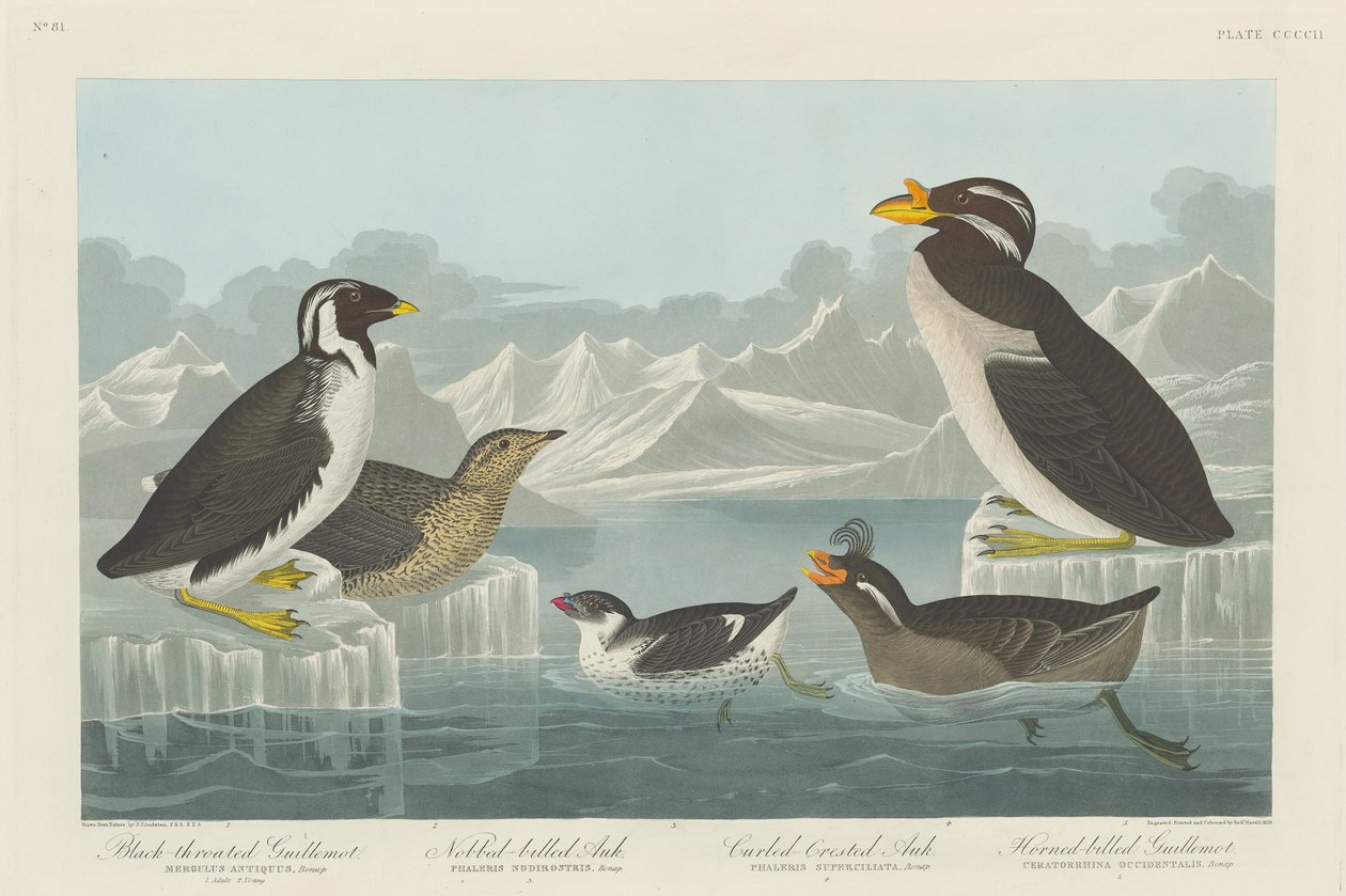 Mustakurkku-Gillemot, Nobbed-Billed Auk, Curled-Crested Auk ja Horned-billed Guillemot tekijältä Robert Havell after John James Audubon
