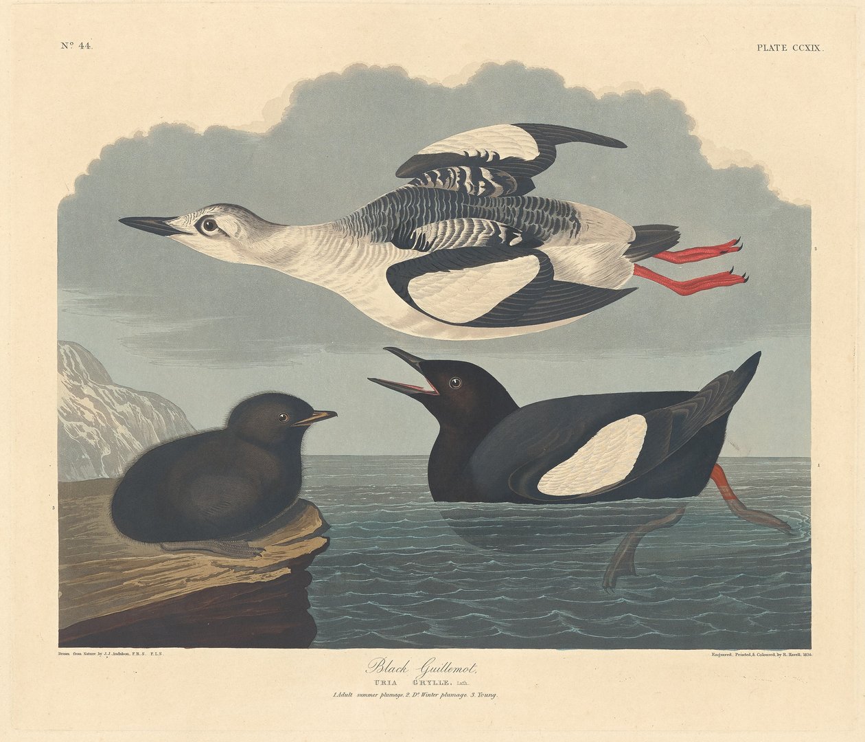 finnish tekijältä Robert Havell after John James Audubon