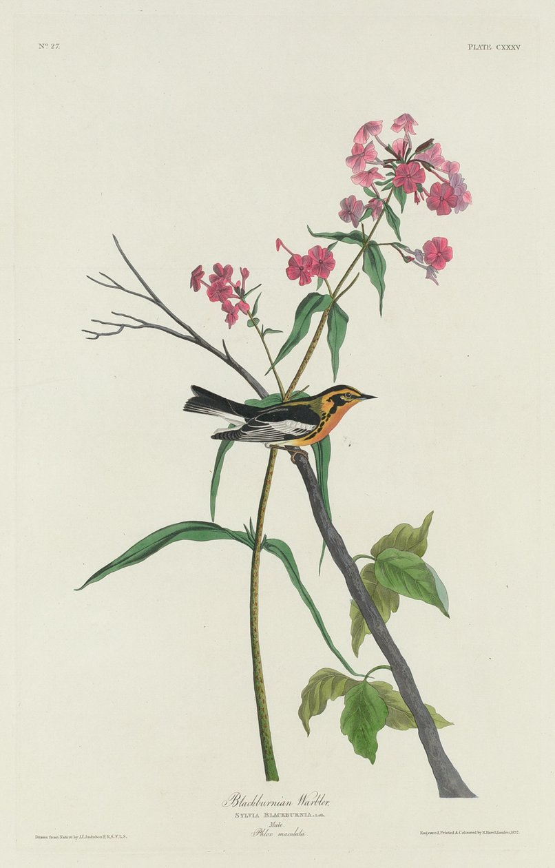 Blackburnian Warbler tekijältä Robert Havell after John James Audubon