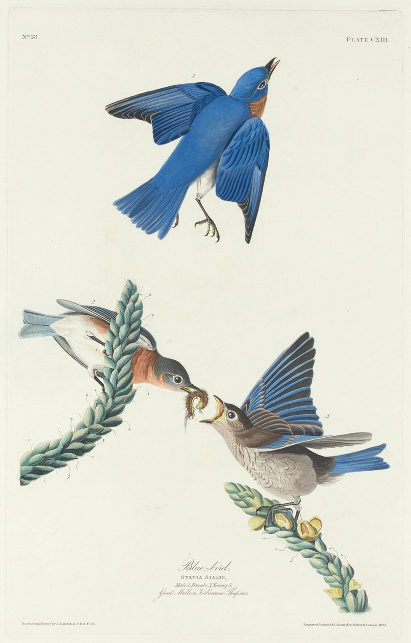 Sinikka tekijältä Robert Havell after John James Audubon
