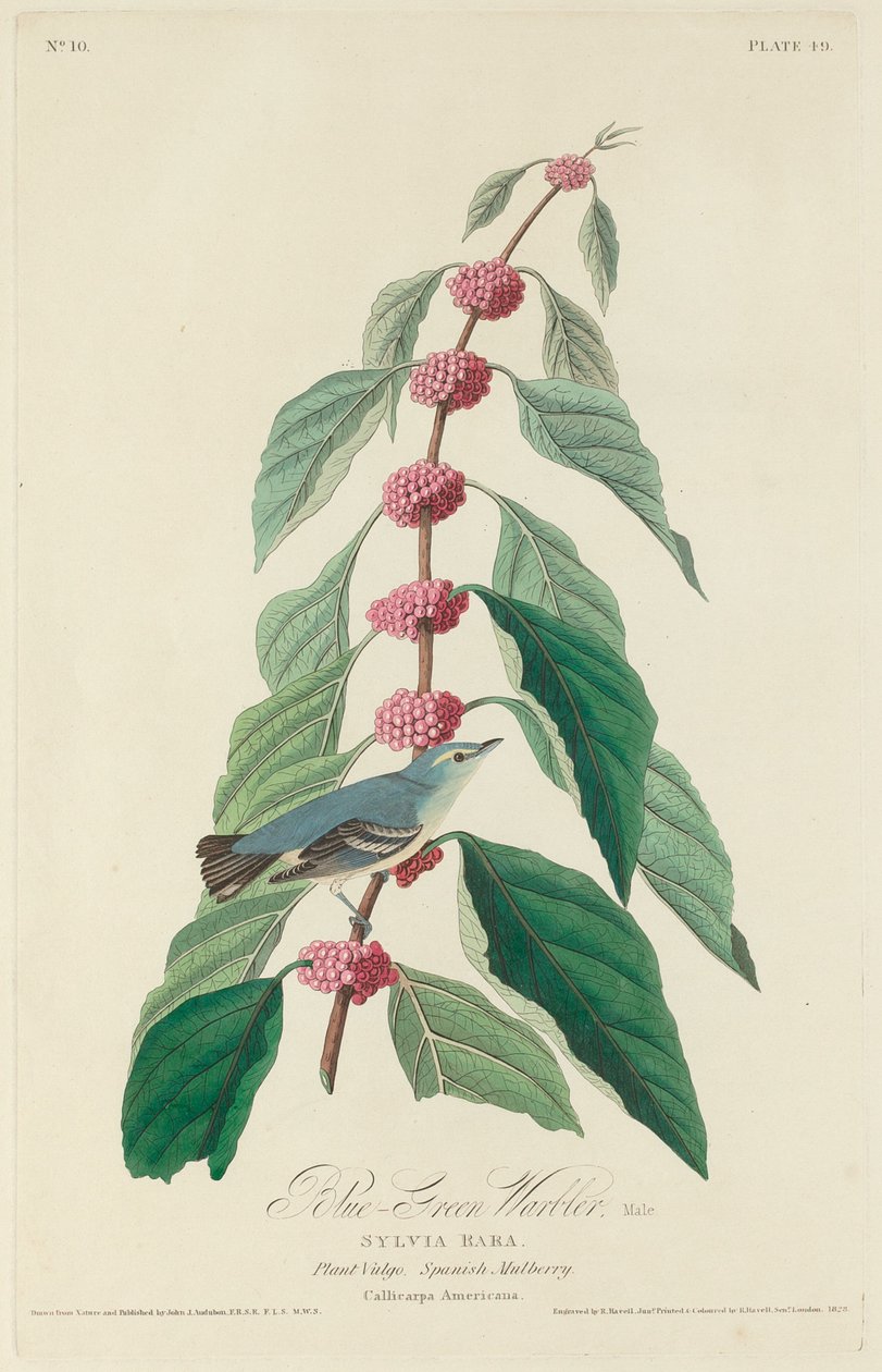 Sini-vihreä Warbler tekijältä Robert Havell after John James Audubon