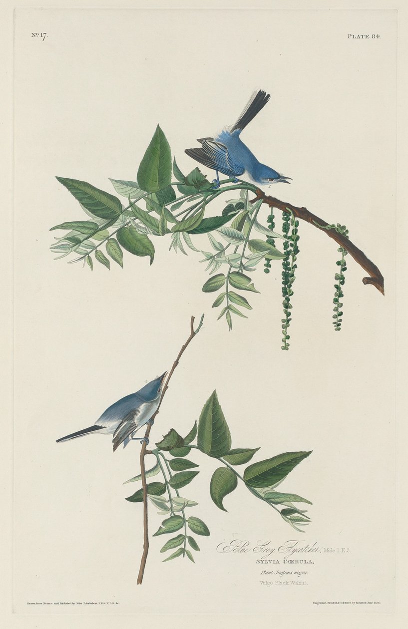 Siniharmaa perhosieppo tekijältä Robert Havell after John James Audubon