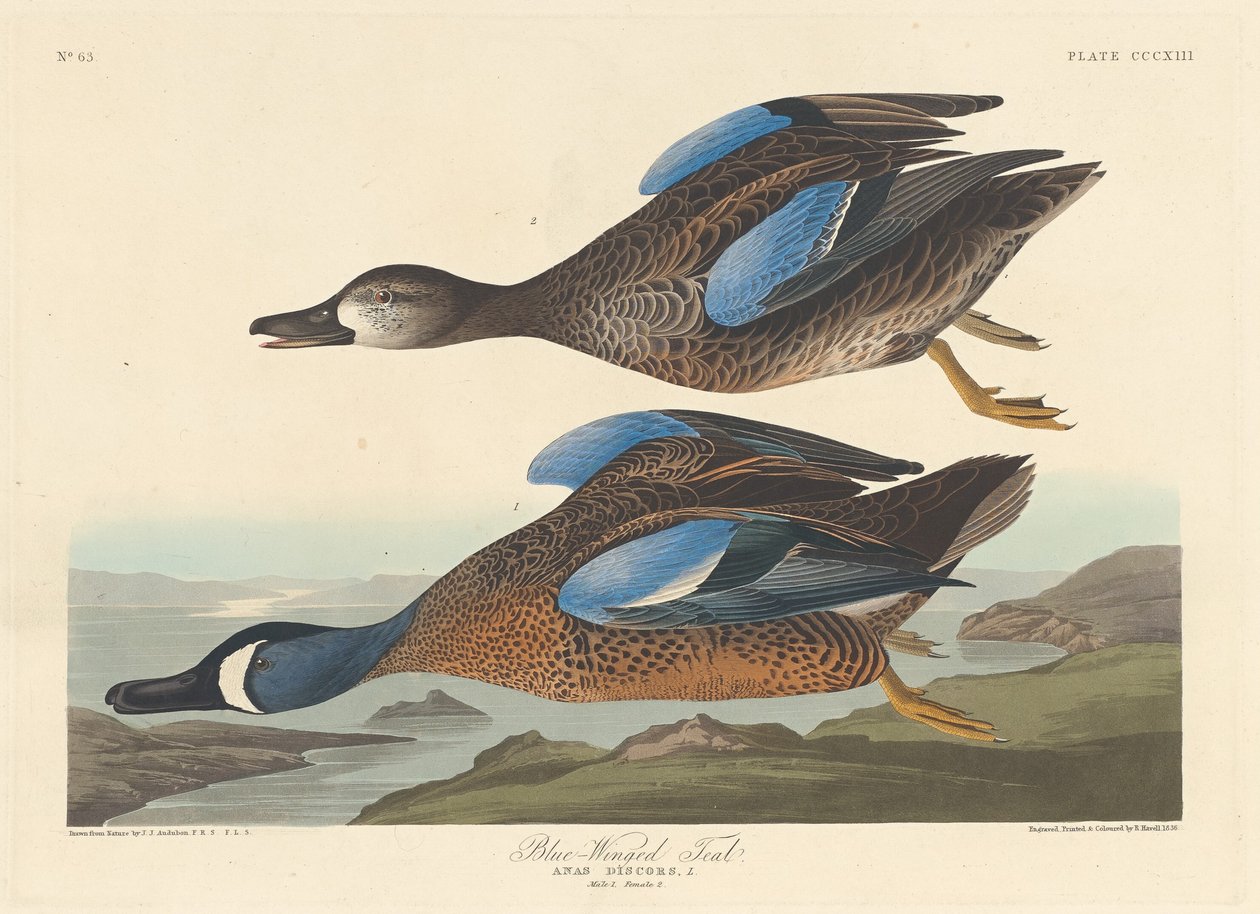Sinisiipinen tavi tekijältä Robert Havell after John James Audubon