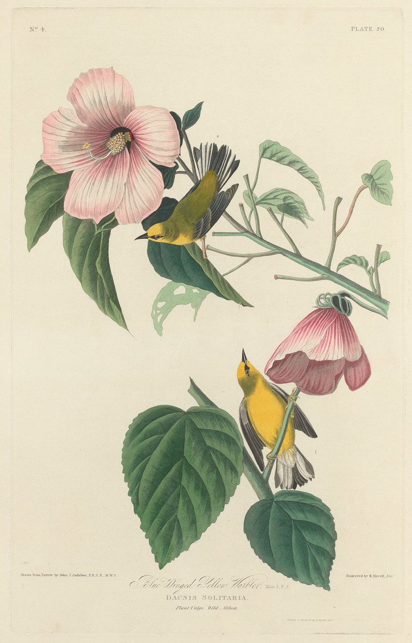 Sinisiipinen keltainen hirvi tekijältä Robert Havell after John James Audubon