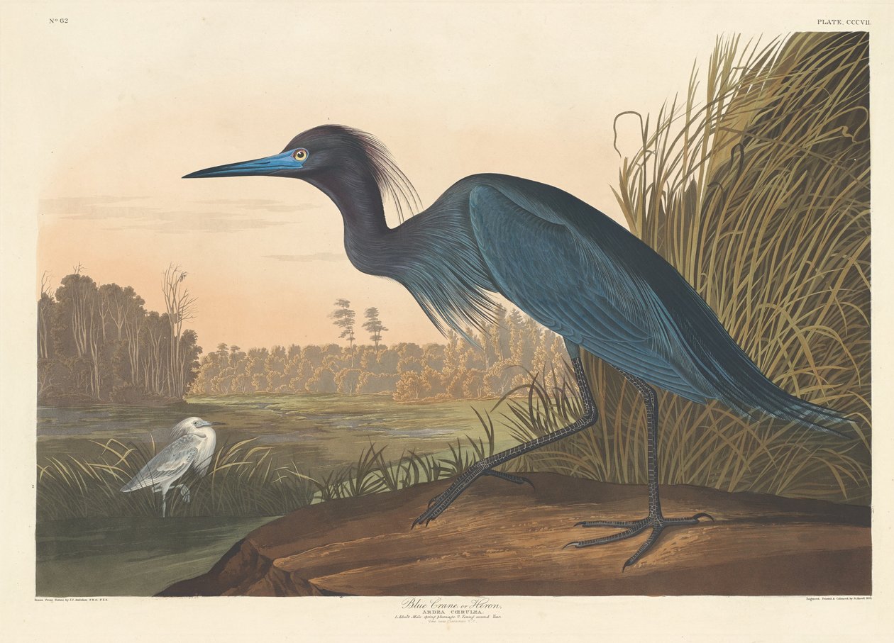 Blue Crane tai Heron tekijältä Robert Havell after John James Audubon