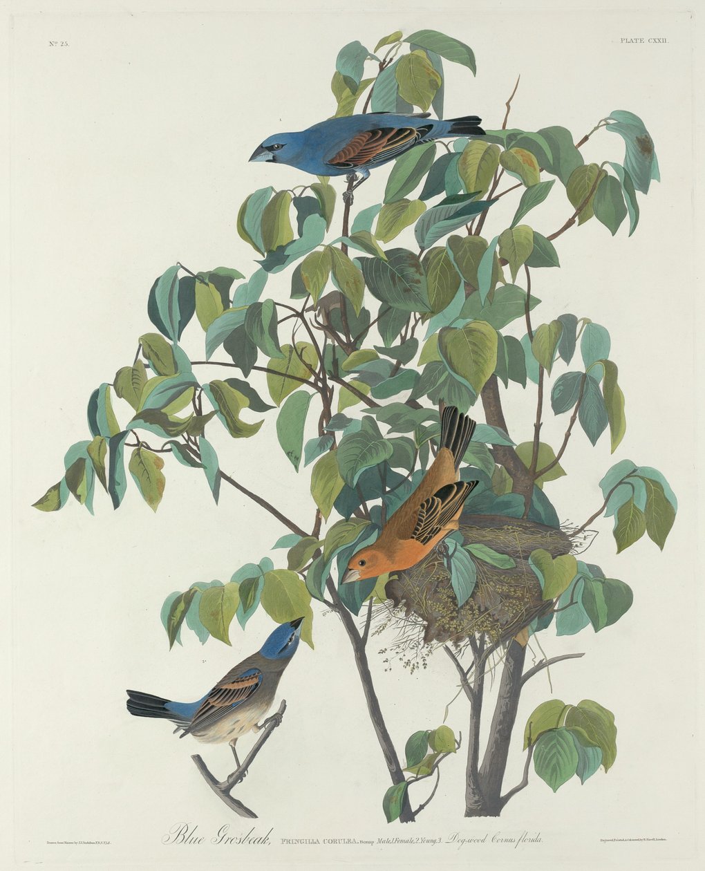 Sininen Grosbeak tekijältä Robert Havell after John James Audubon