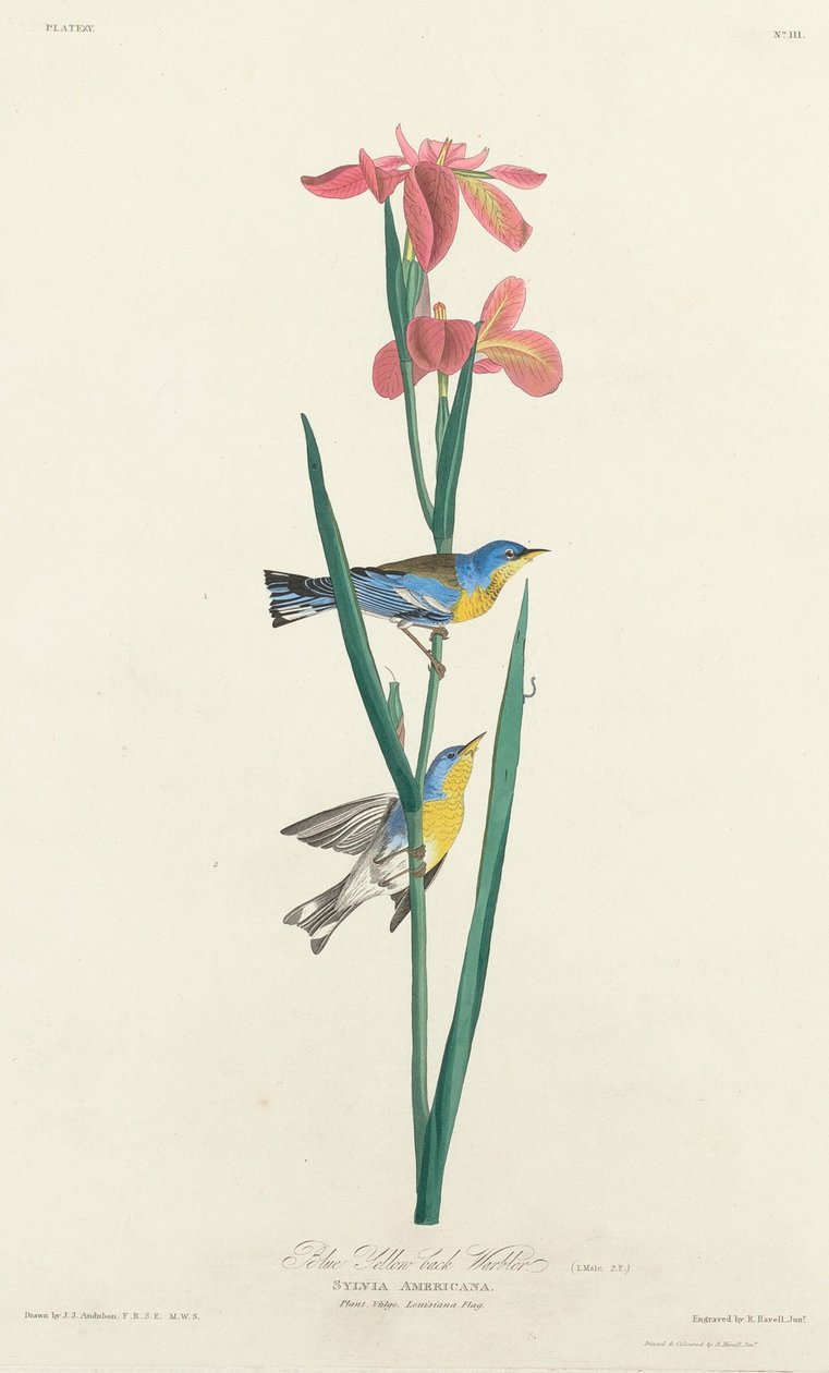 Sininen Keltaselkäkirkko tekijältä Robert Havell after John James Audubon