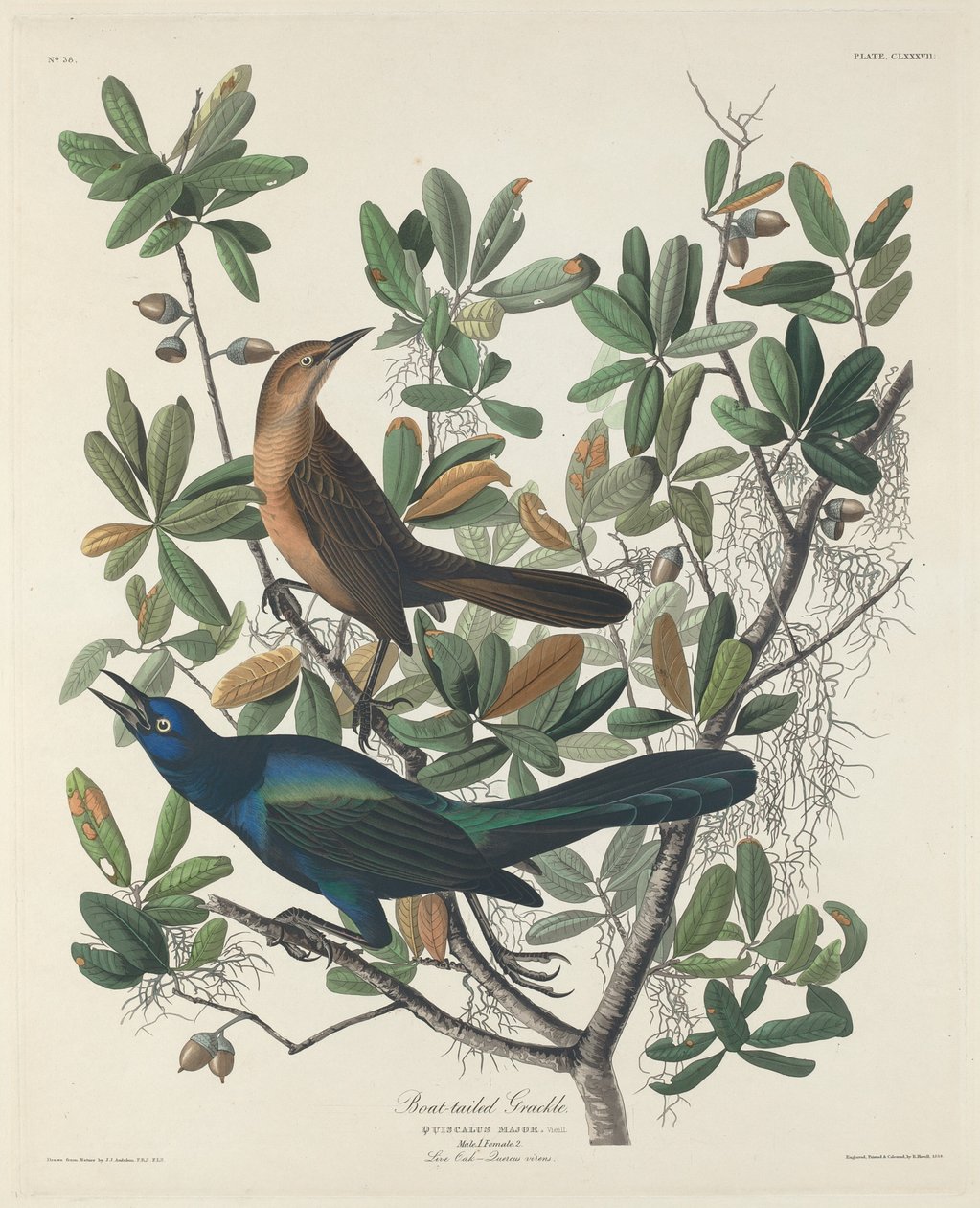 Venepyrstö Grackle tekijältä Robert Havell after John James Audubon