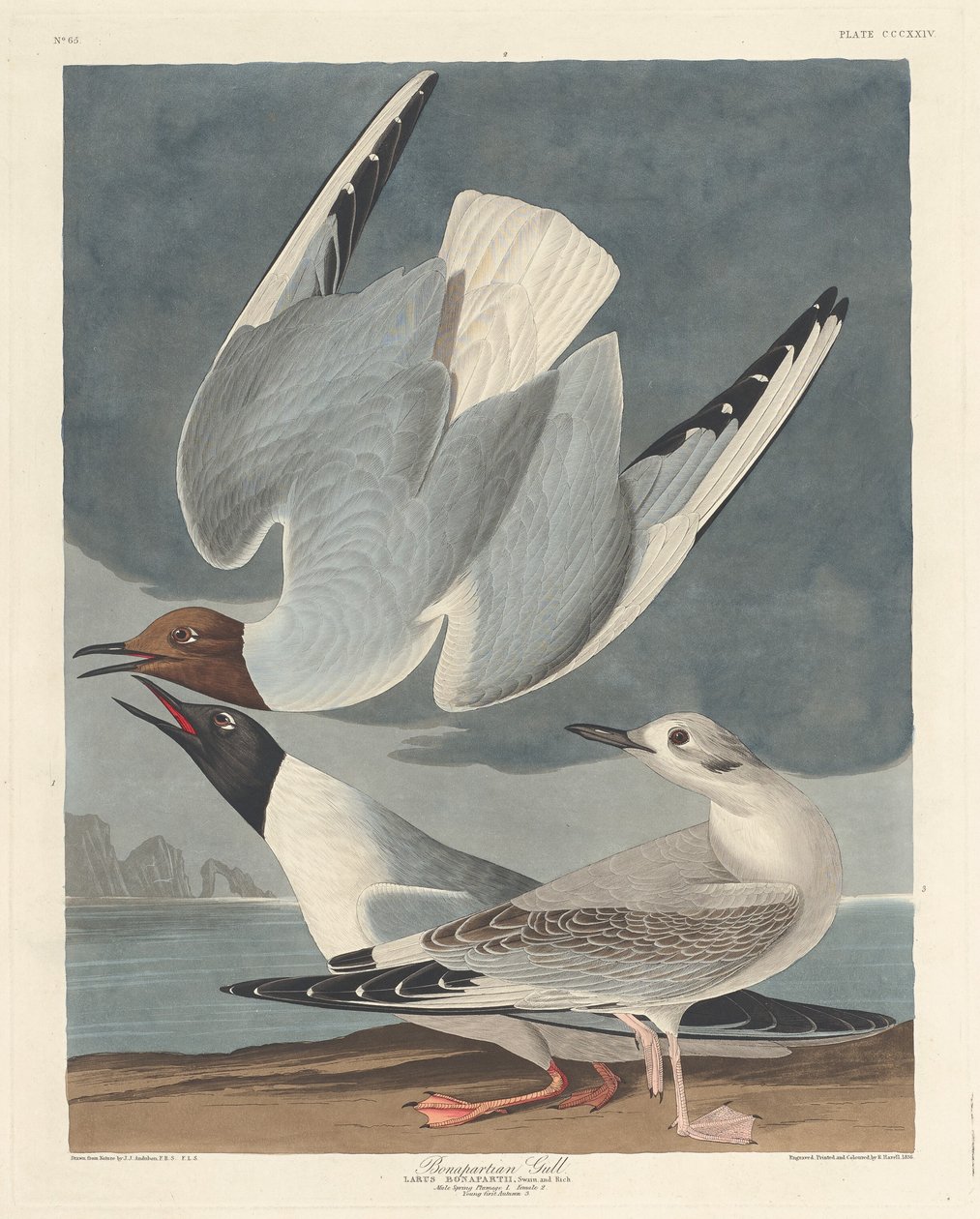 Bonapartian lokki tekijältä Robert Havell after John James Audubon