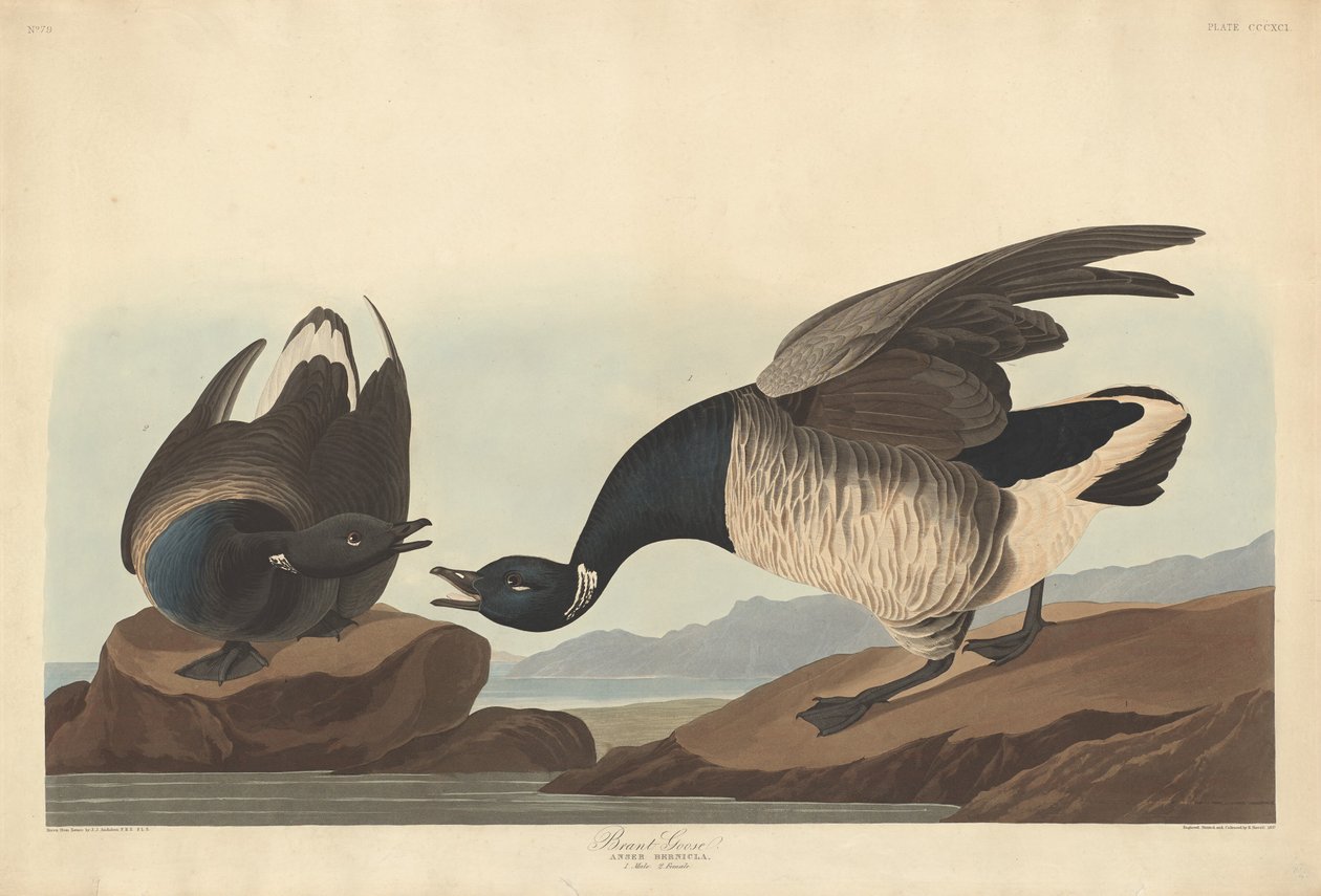 Brant Goose tekijältä Robert Havell after John James Audubon