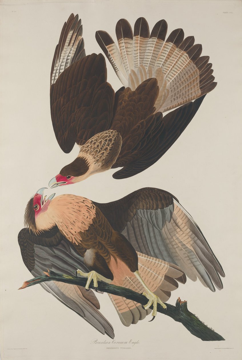 Brasilian Caracara Eagle tekijältä Robert Havell after John James Audubon