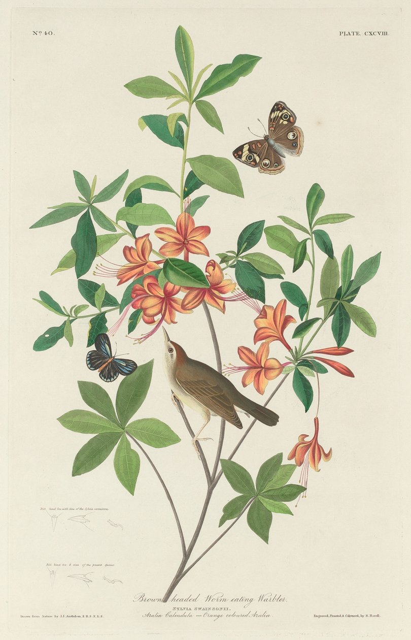 Ruskeapäinen matosyövä paisti tekijältä Robert Havell after John James Audubon