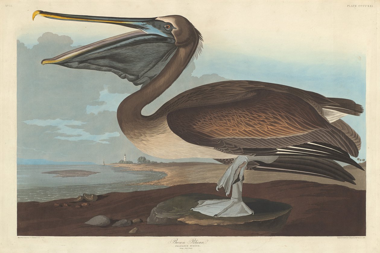 Ruskea Pelikaani tekijältä Robert Havell after John James Audubon