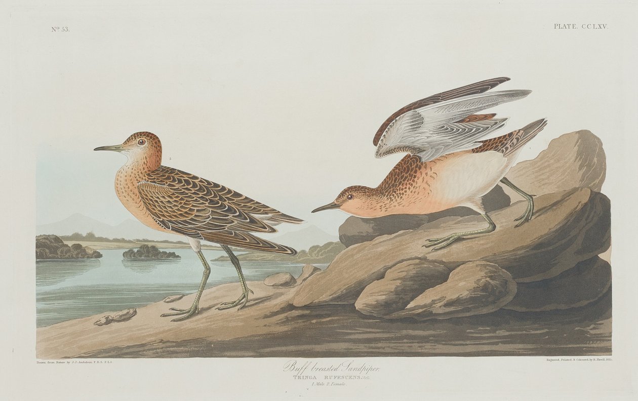 Buff-rivinen Sandpiper tekijältä Robert Havell after John James Audubon