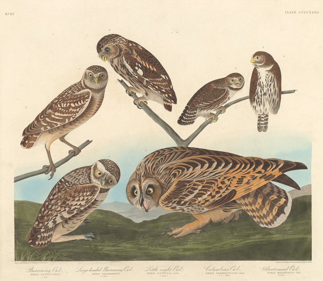 Kaivauspöllö, isopäinen pöllö ja pieni yöpöllö tekijältä Robert Havell after John James Audubon