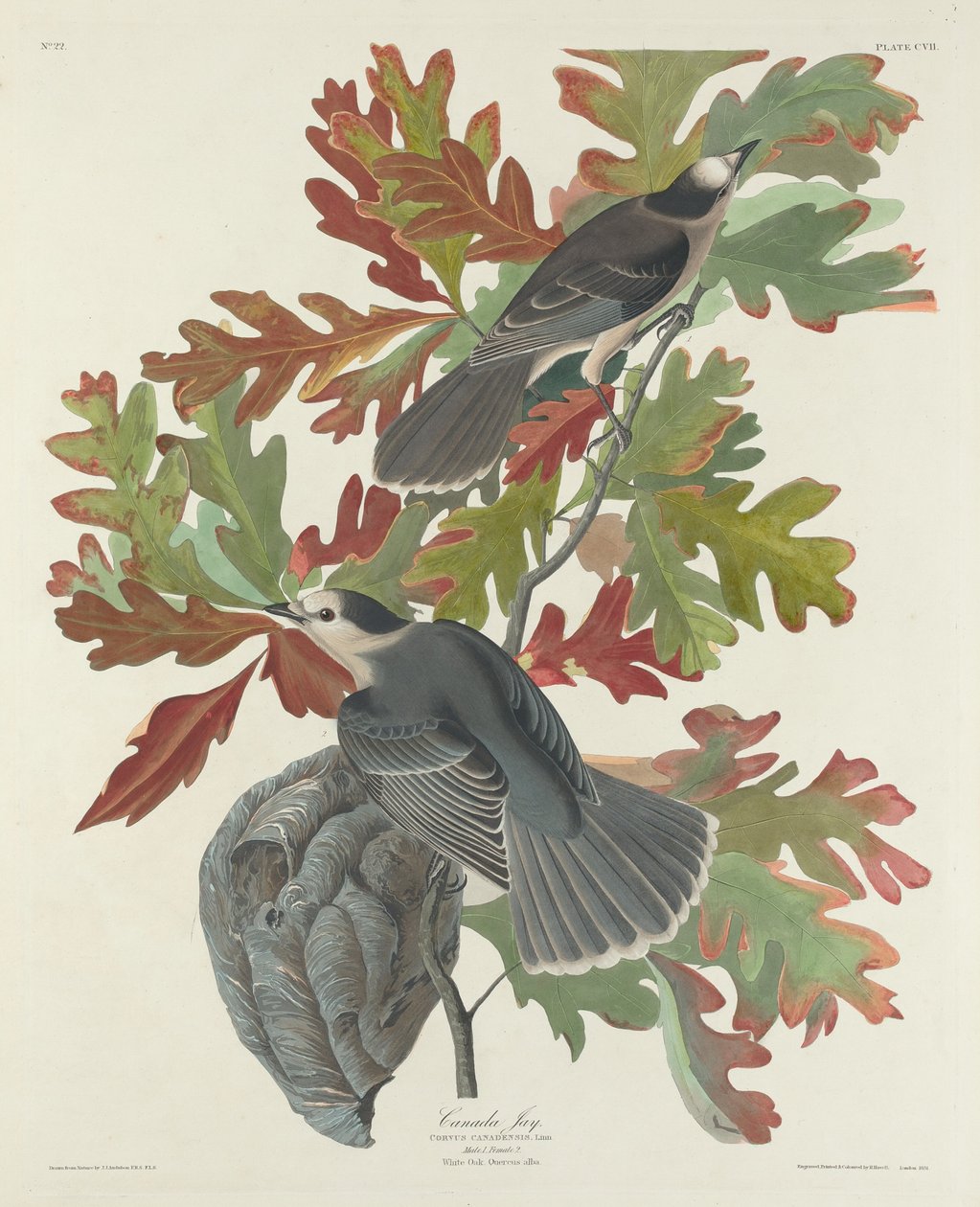 Kanada Jay tekijältä Robert Havell after John James Audubon