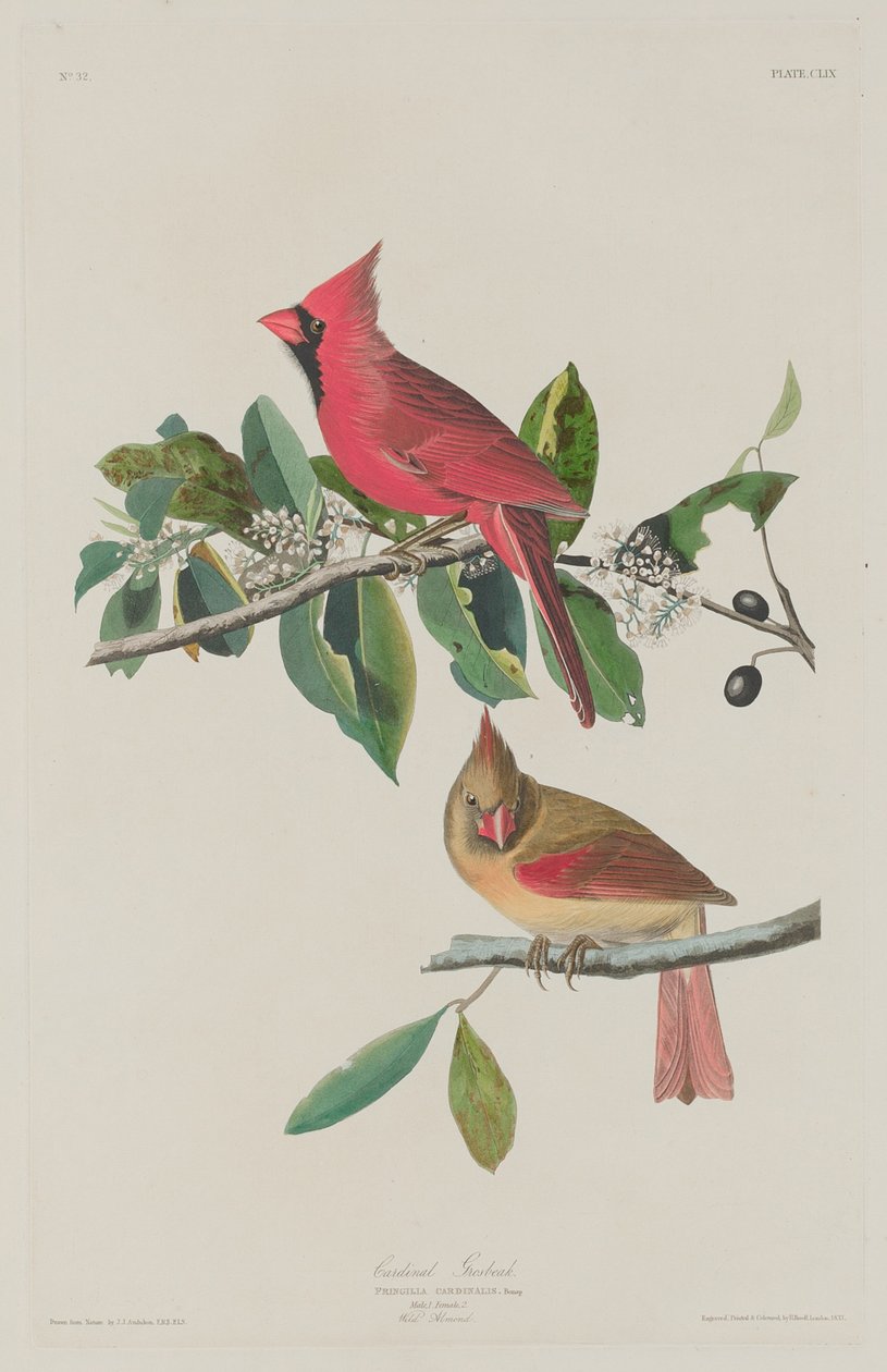Kardinaali Grosbeak tekijältä Robert Havell after John James Audubon