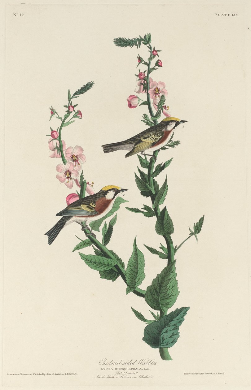 Kastanja-sivuinen hirvi tekijältä Robert Havell after John James Audubon