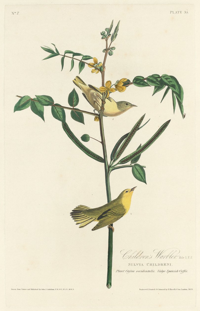 Lasten Warbler tekijältä Robert Havell after John James Audubon
