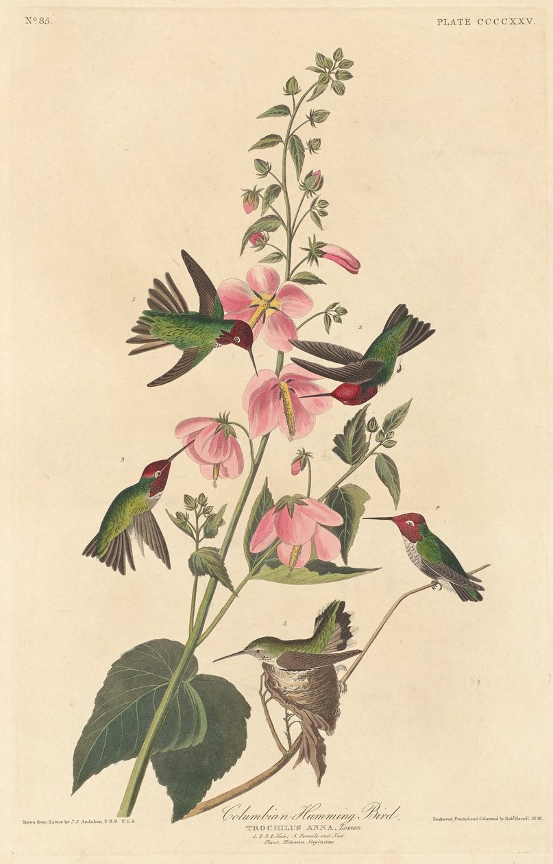 Kolumbian Hummingbird tekijältä Robert Havell after John James Audubon