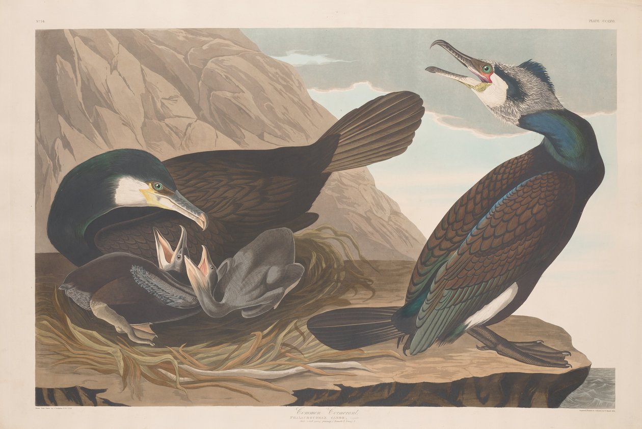 Tavallinen merimetso tekijältä Robert Havell after John James Audubon