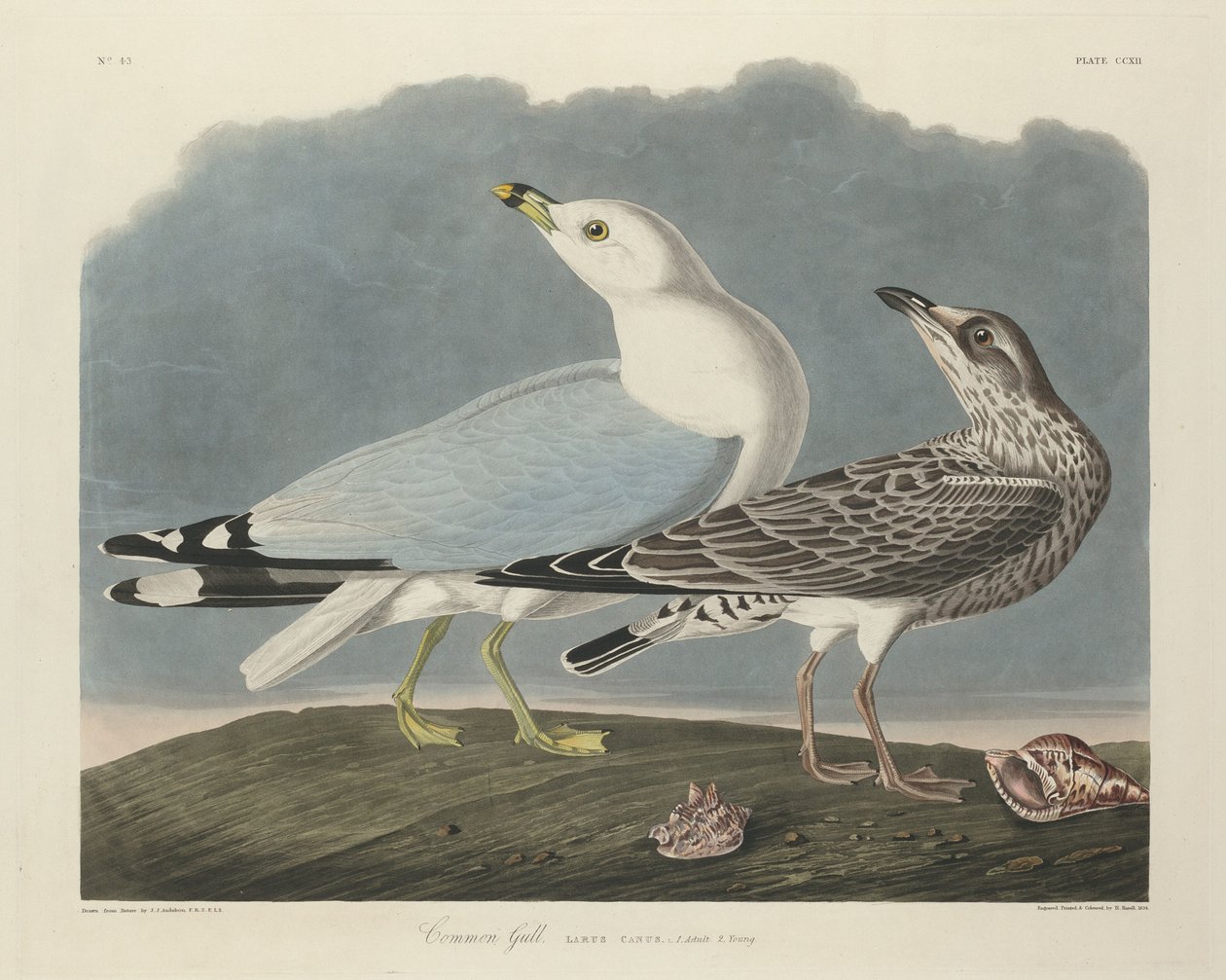 Tavallinen lokki tekijältä Robert Havell after John James Audubon