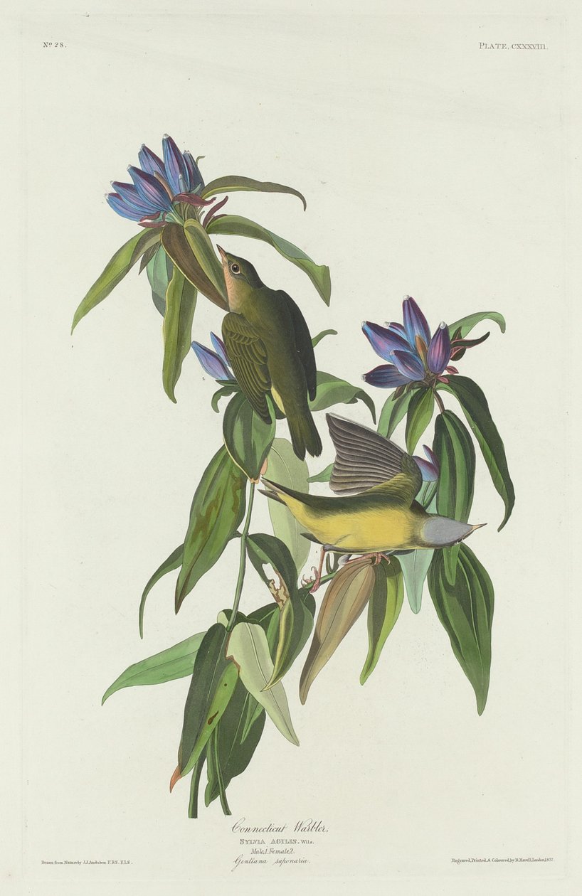 Connecticut Warbler tekijältä Robert Havell after John James Audubon