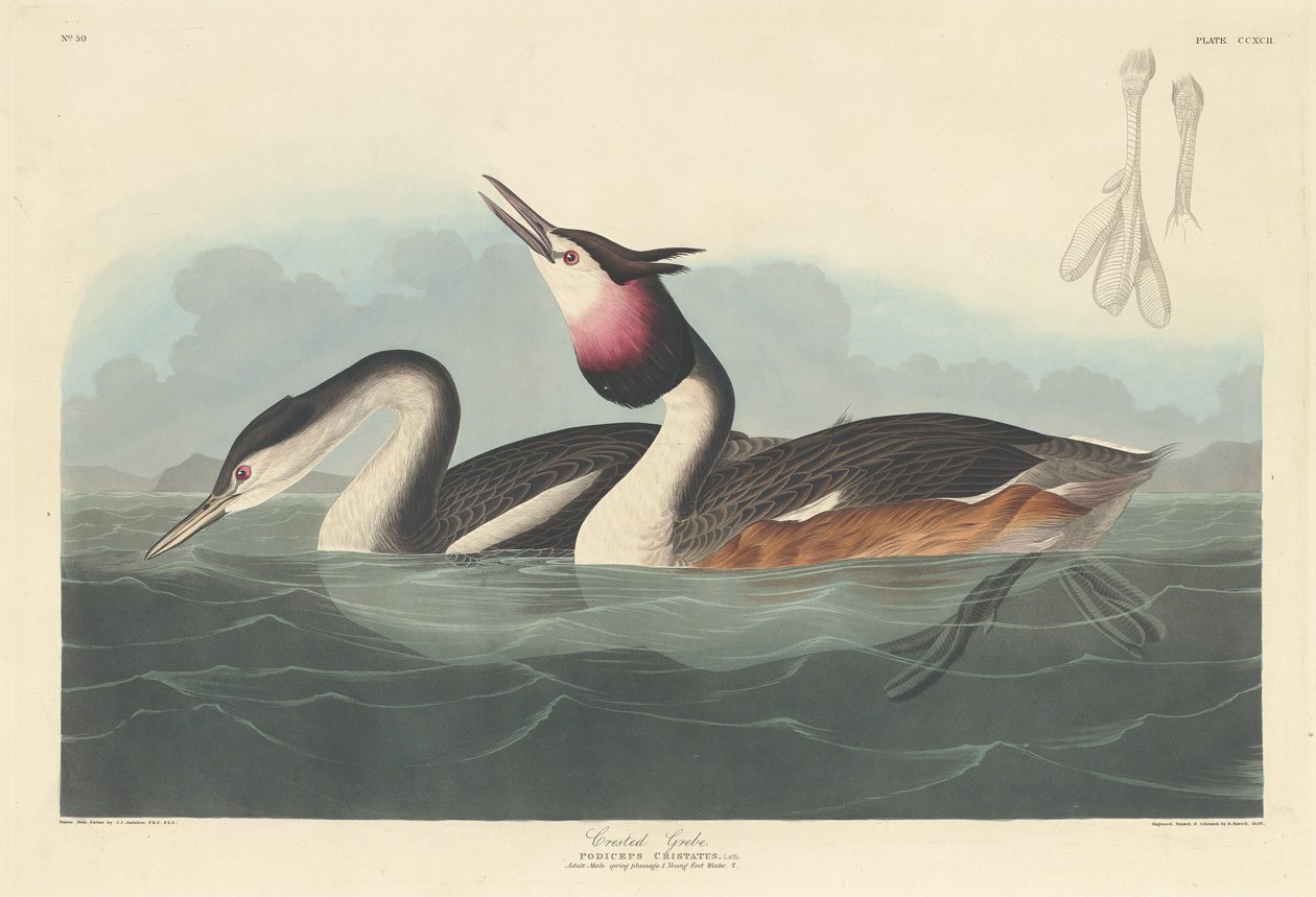Harjakurkku tekijältä Robert Havell after John James Audubon