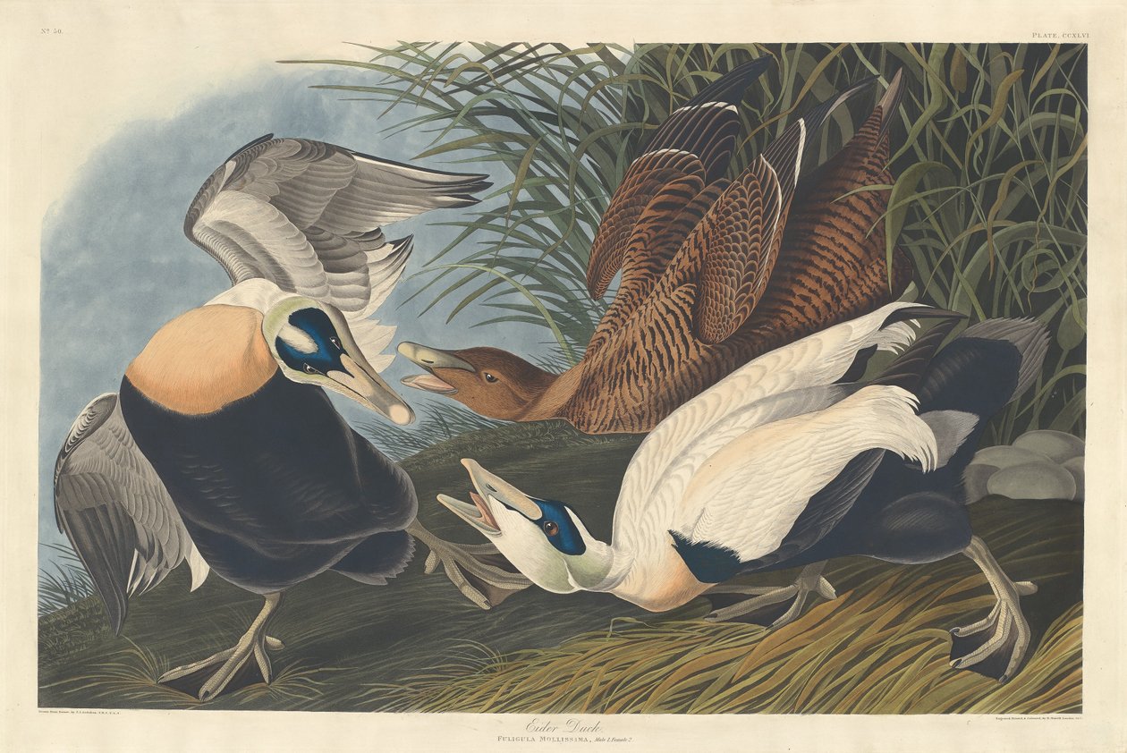 Haahka tekijältä Robert Havell after John James Audubon