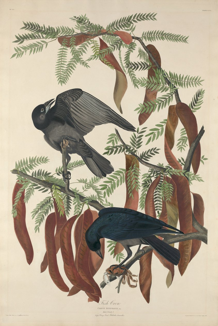 Kala Crow tekijältä Robert Havell after John James Audubon