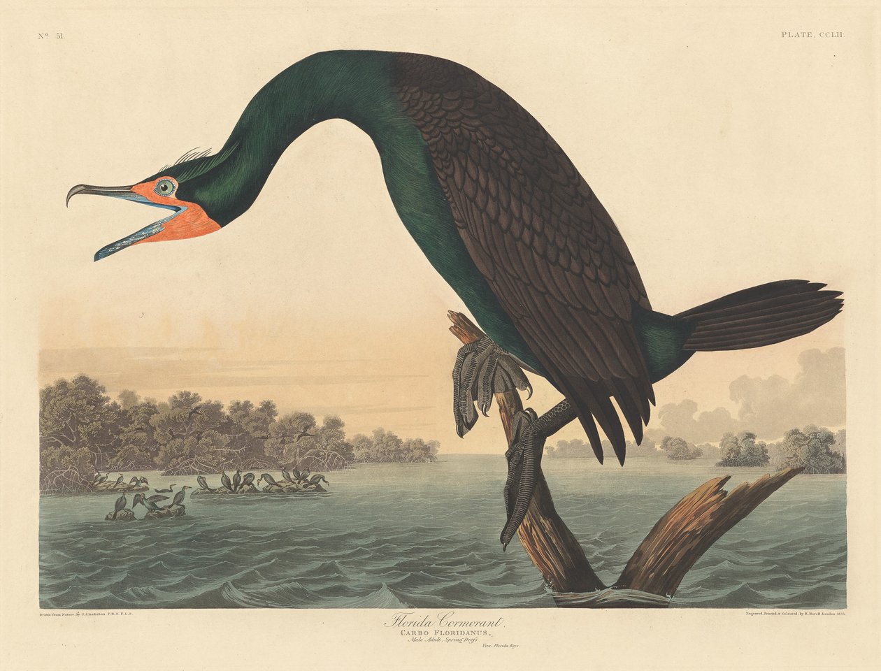 Floridan merimetso tekijältä Robert Havell after John James Audubon
