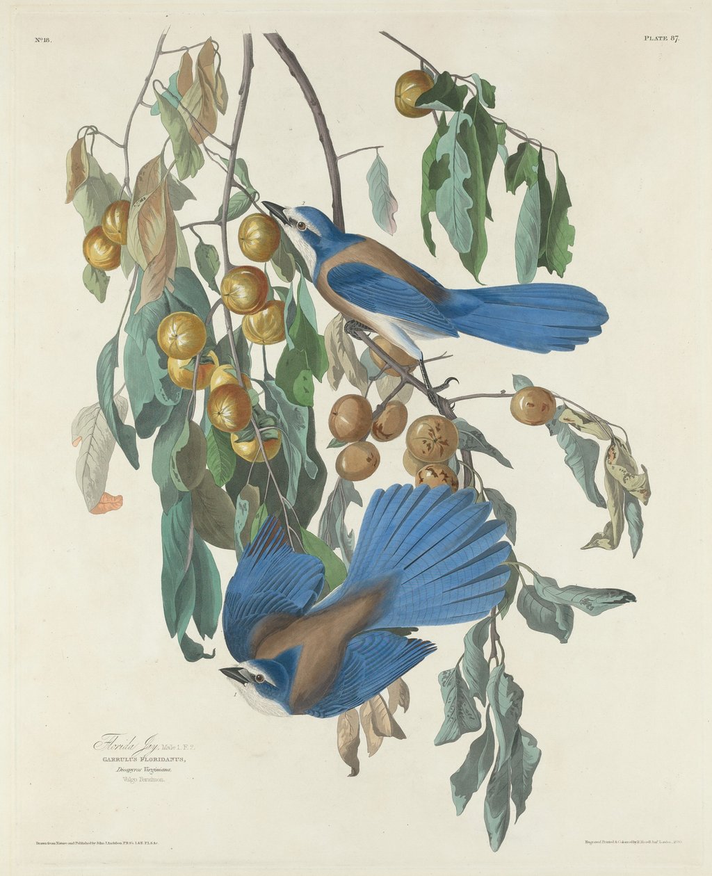 Florida Jays tekijältä Robert Havell after John James Audubon
