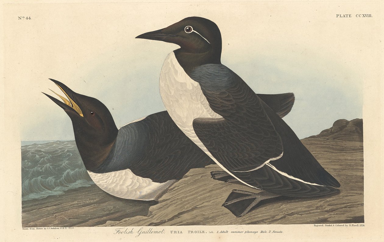 Tyhmä Guillemot tekijältä Robert Havell after John James Audubon