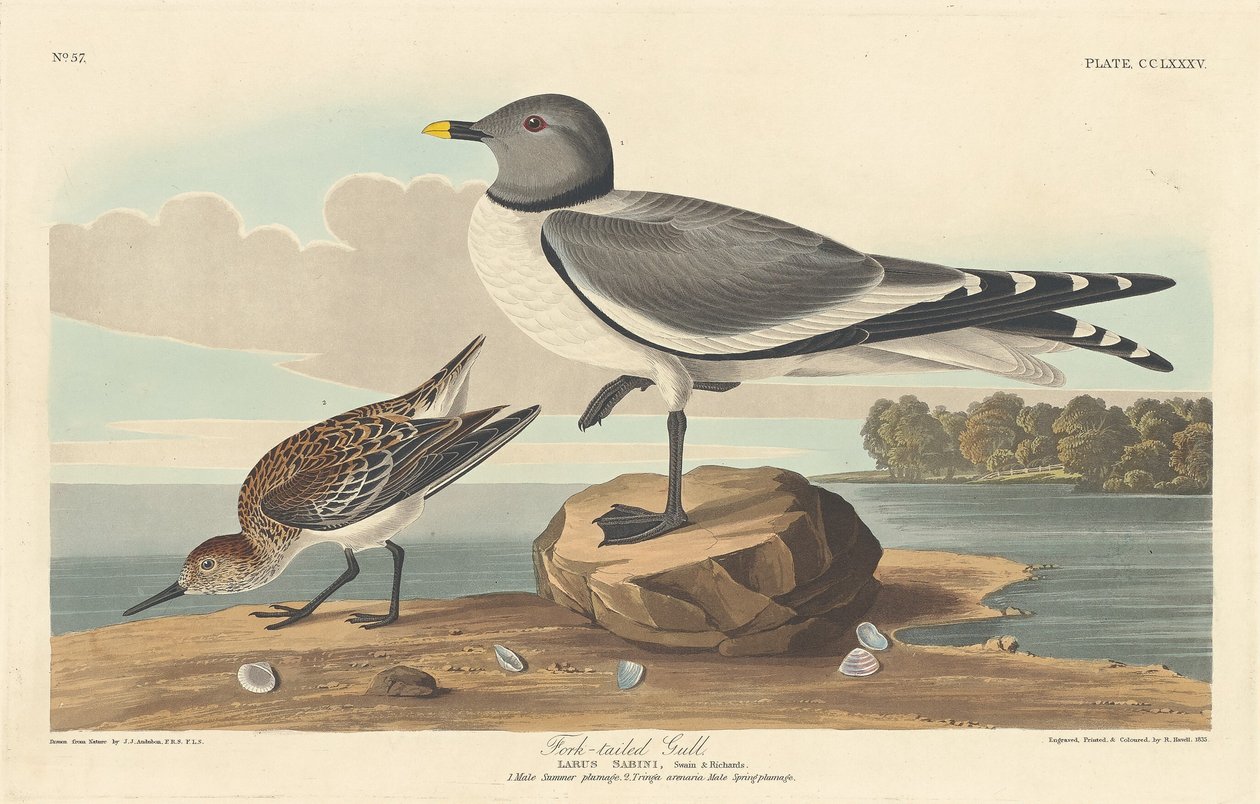 Haarukkapyrstölokki tekijältä Robert Havell after John James Audubon