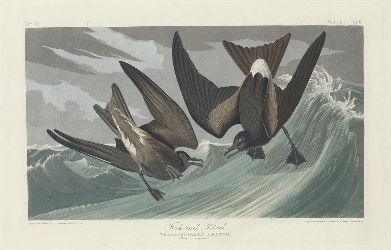 Haarukkapyrstö PetrelHaarukkapyrstö Petrel tekijältä Robert Havell after John James Audubon