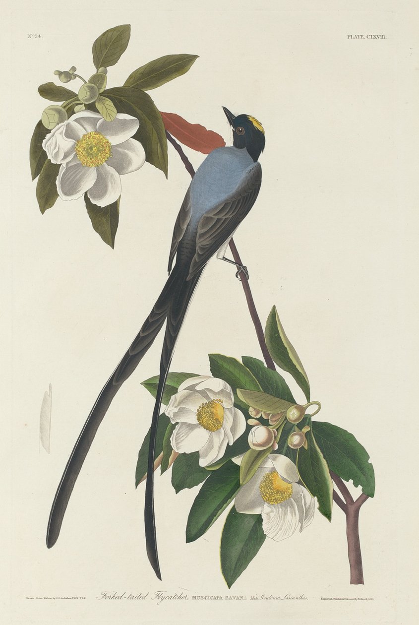 Haarukkahäntäinen perhosieppo tekijältä Robert Havell after John James Audubon