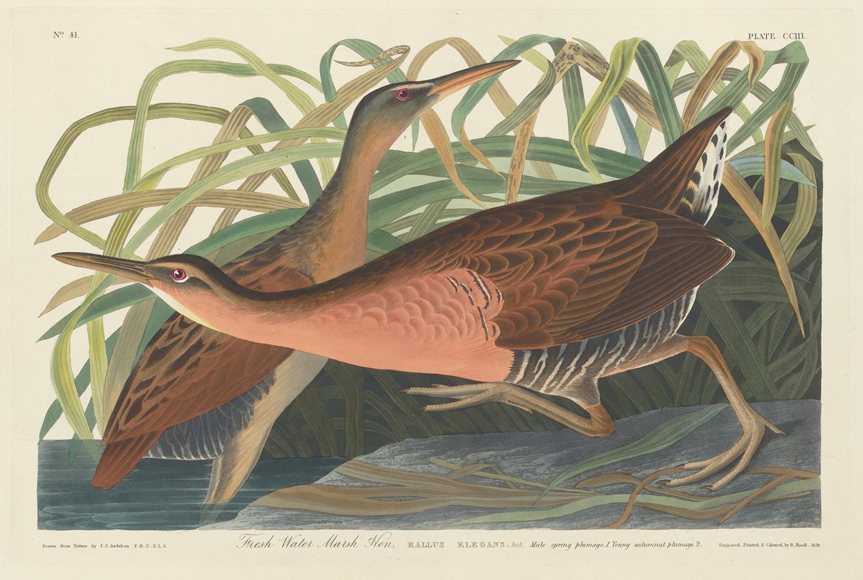 Makean veden Marsh kana tekijältä Robert Havell after John James Audubon